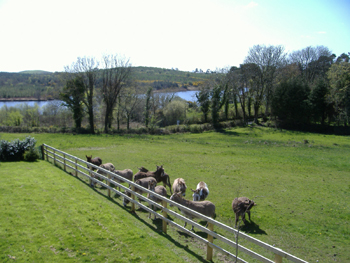Clondanagh Cottage B&B, 
Clondanagh, 
Tulla, 
Co. Clare.,
Irlande