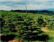 Noble Fir plantation.