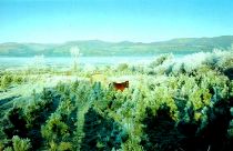 Winter scene on a
Lodgepole Plantation