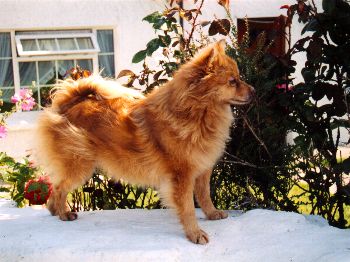 Ard na Gaoithe B&B, 
The Glen, 
Cape Clear Island, 
Skibbereen, 
Co. Cork,
Irlanda