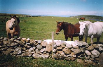 Twin Peaks Bed & Breakfast,
Knockbrack,
Cleggan,
Co. Galway,
Irland