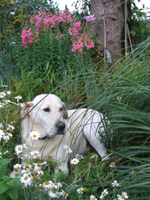Kilkea Lodge Farm Bed & Breakfast, 
Castledermot, 
Co. Kildare,
Ireland