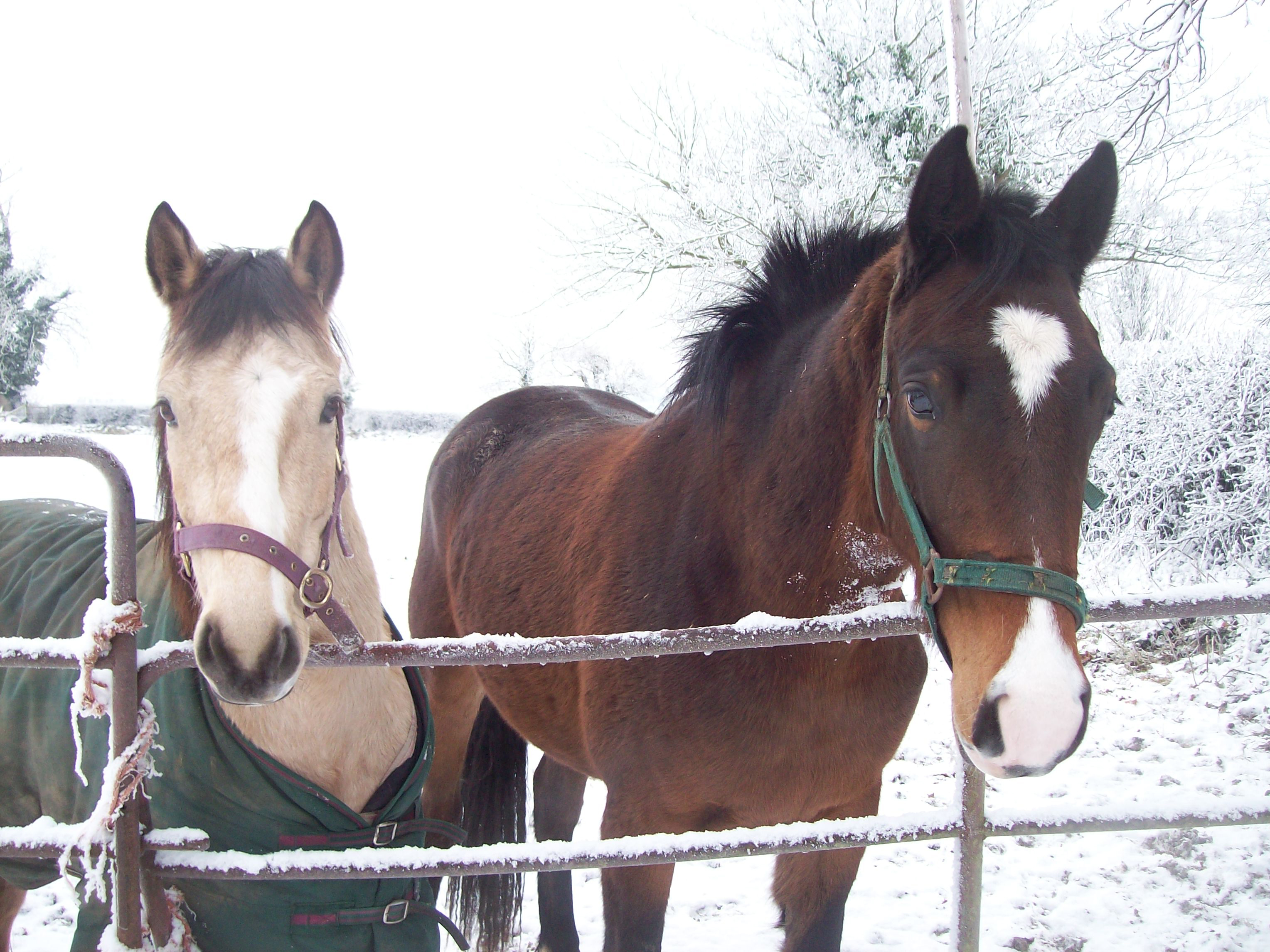 Kilkea Lodge Farm Livery & Stables, 
Castledermot, 
Co. Kildare,
Irlanda