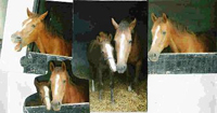 Kilkea Lodge Farm Livery & Stables, 
Castledermot, 
Co. Kildare,
Ireland